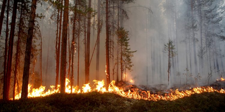 Bombeiros combatem incêndio em bambuzal em Santa Cruz de Minas