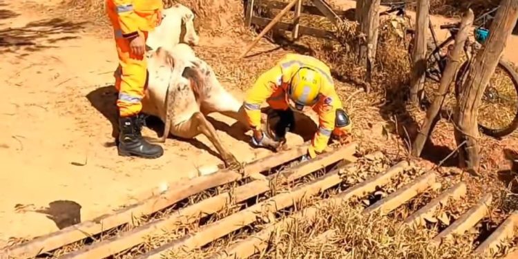 Bombeiros Resgatam Vaca que Caiu em Mata-Burro