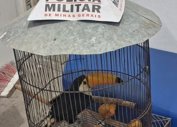 Operação Verde Minas apreende 38 aves silvestres em cativeiro em Santos Dumont