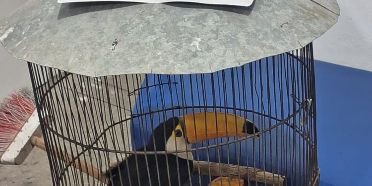 Operação Verde Minas apreende 38 aves silvestres em cativeiro em Santos Dumont