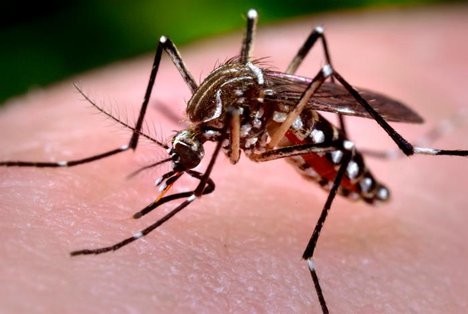 São João del-Rei registra mais de 14 mil casos de dengue, chikungunya e zika permanecem estáveis