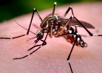 São João del-Rei se aproxima de 14 mil casos confirmados de dengue em 2024