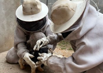 Bombeiros resgatam cão da raça shih tzu que foi atacado por abelhas