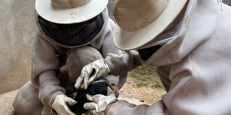Bombeiros resgatam cão da raça shih tzu que foi atacado por abelhas