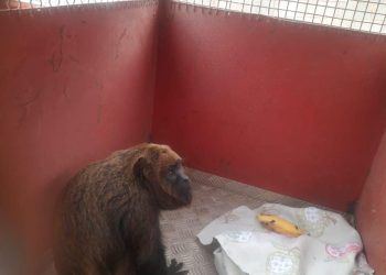 Bombeiros resgatam macaco ferido na zona rural de Prados