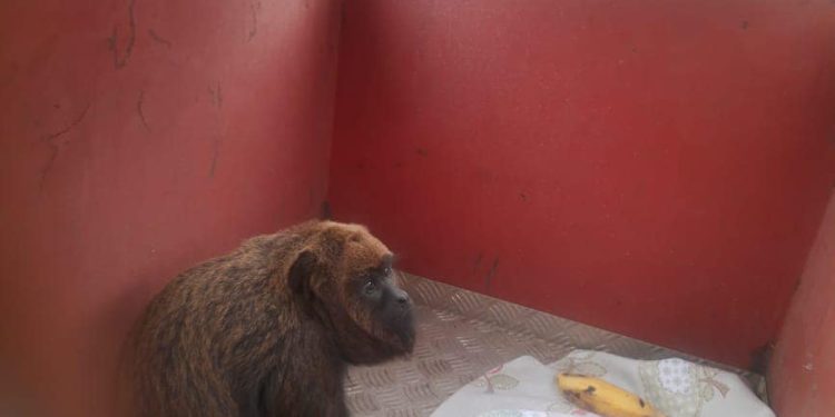 Bombeiros resgatam macaco ferido na zona rural de Prados