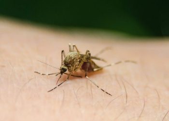 Dengue grave: reconheça sintomas e evite complicações