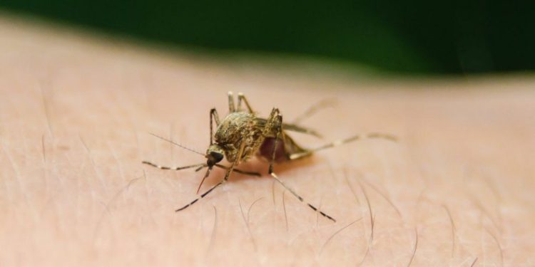 Dengue grave: reconheça sintomas e evite complicações