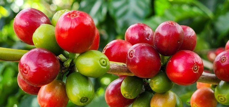 Exportações do agronegócio mineiro crescem 17% no período de janeiro a julho