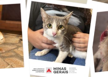 Agosto Caramelo: Minas Gerais reforça luta contra abandono e maus-tratos de animais