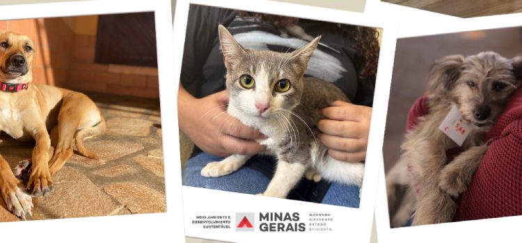 Agosto Caramelo: Minas Gerais reforça luta contra abandono e maus-tratos de animais