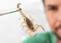 Crianças são mais vulneráveis a envenenamento por picada de escorpião