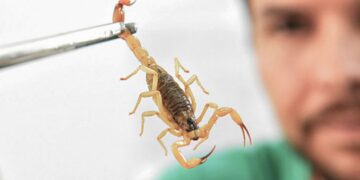 Crianças são mais vulneráveis a envenenamento por picada de escorpião